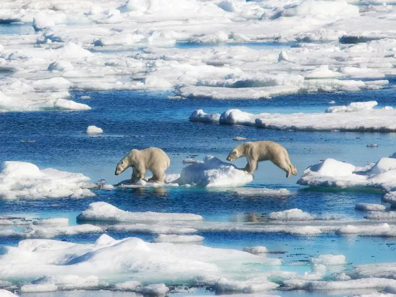 Polar Bear Cubs Jumping in Svalbard