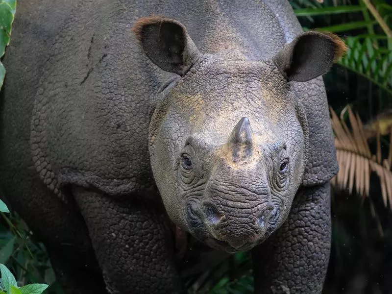 Javan Rhino