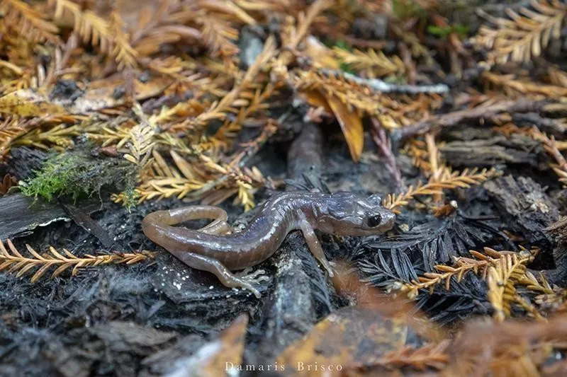 Arboreal Salamander