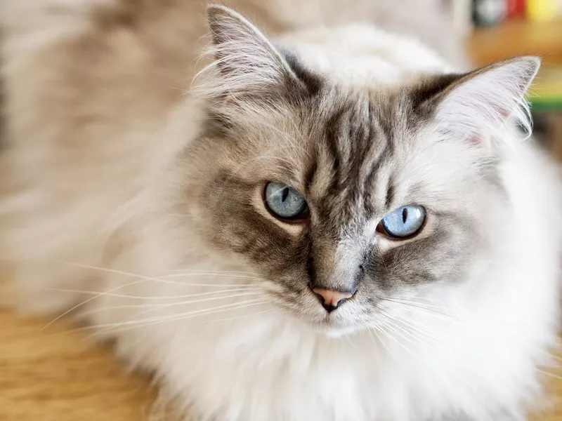 Close-up of Ragdoll Cat