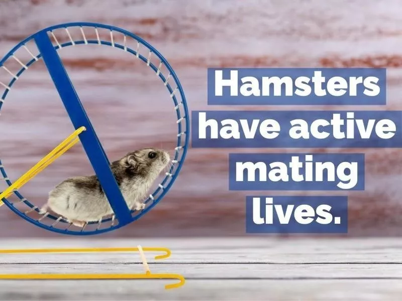 hamsters