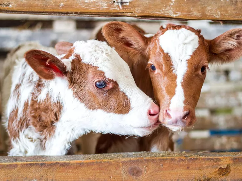 Baby Calfs in Stall