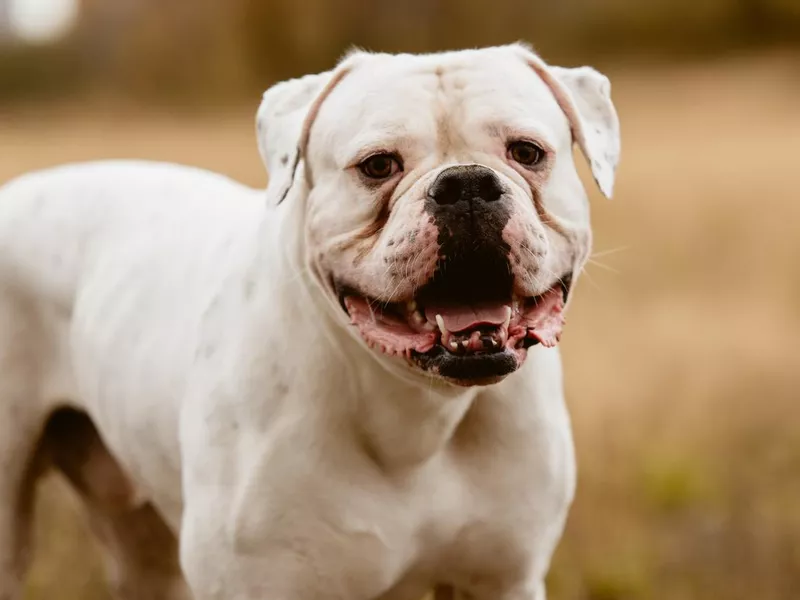 Big white dog