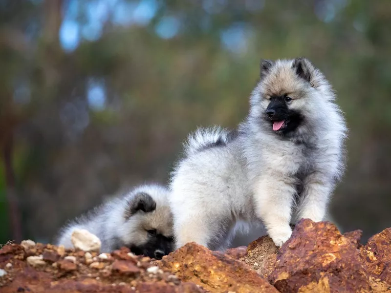 Keeshond Puppy