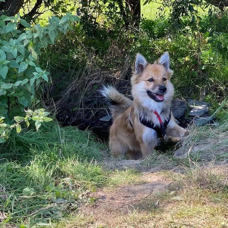 German Spitz