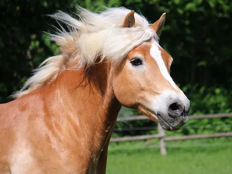 running haflinger horse