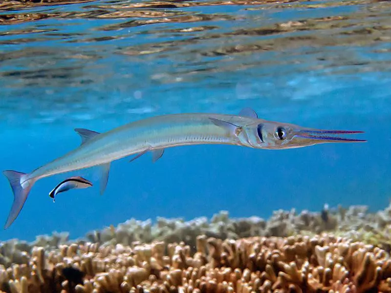 Needlefish