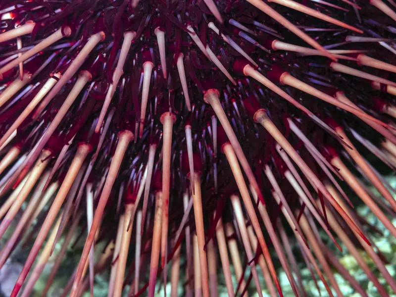 Red Sea Urchin