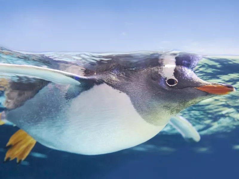 Penguin swimming underwater