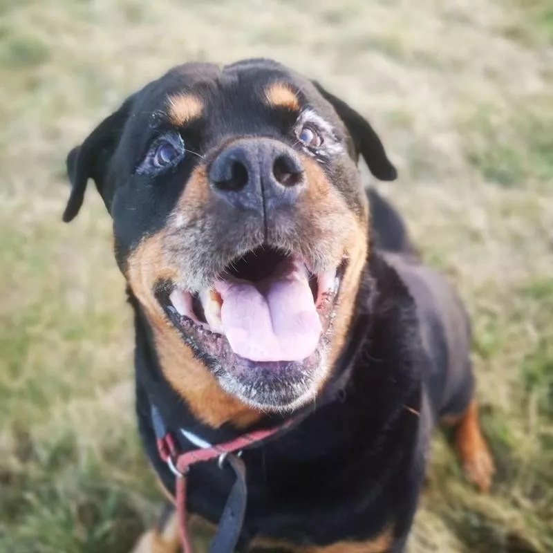 Rottweiler