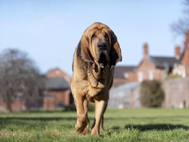 bloodhound