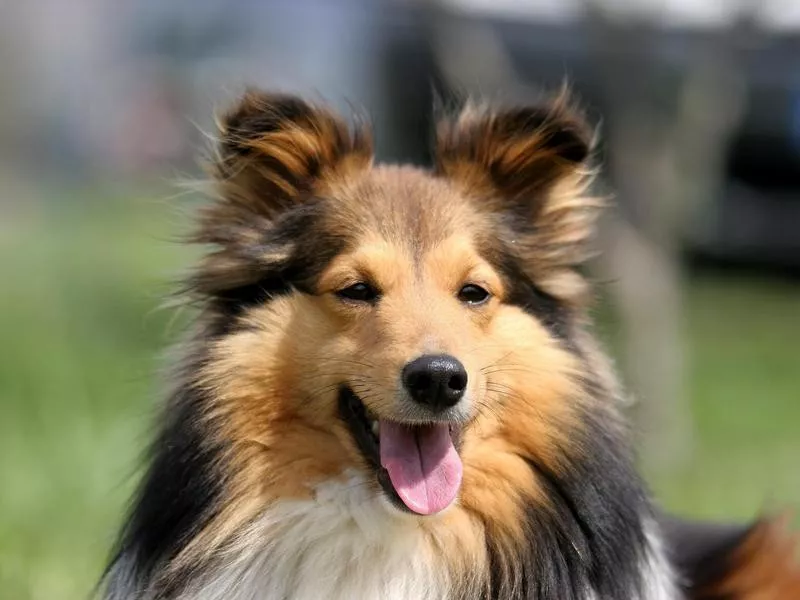 Shetland Sheepdog