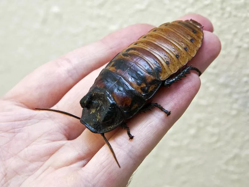 Hissing Roach