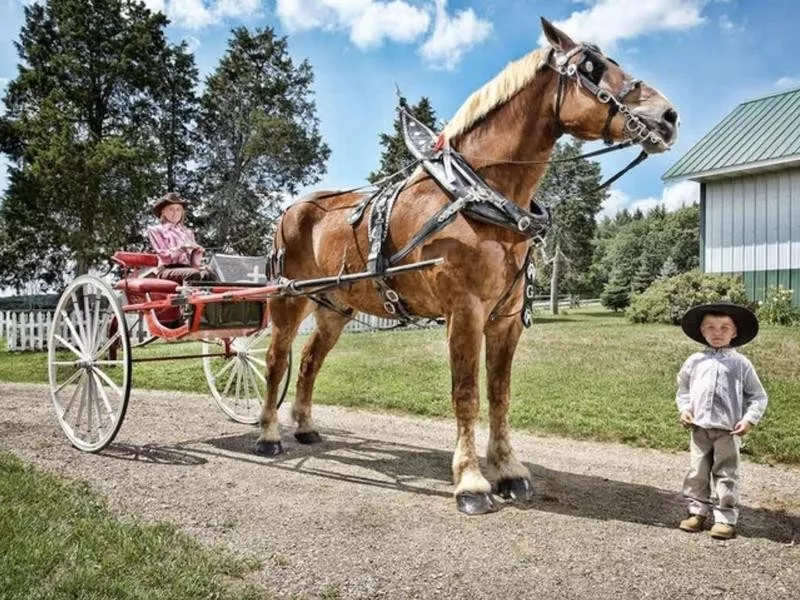 tallest horse