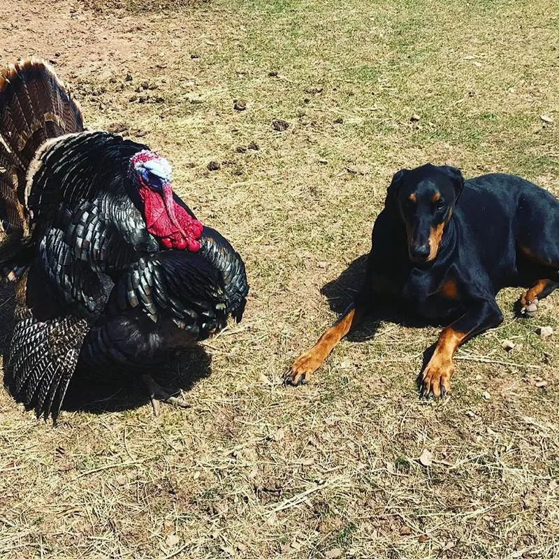 Dog and turkey