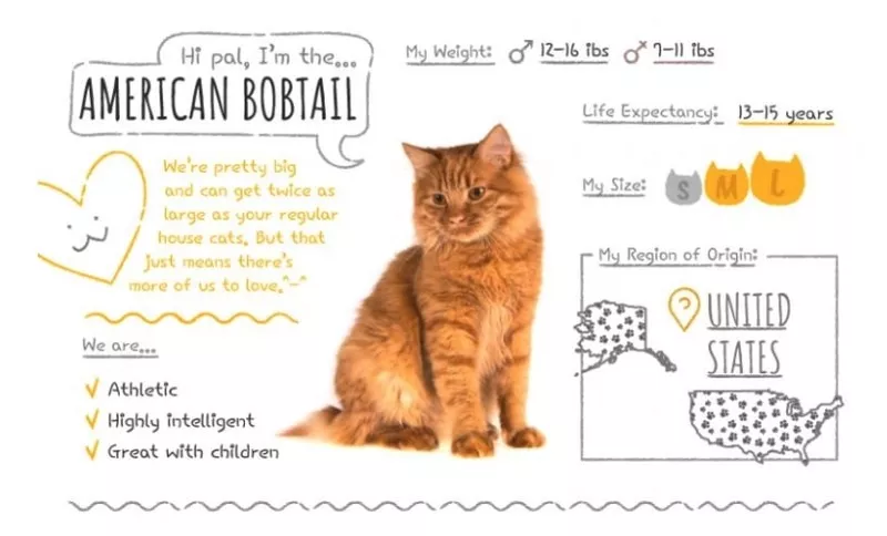 american bobtail