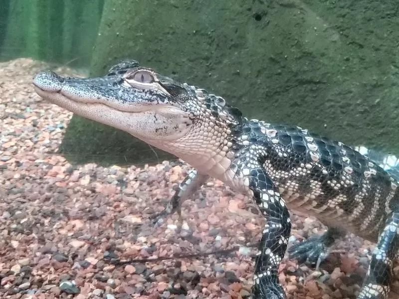 South Carolina Aquarium