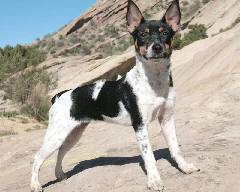 Rat terrier