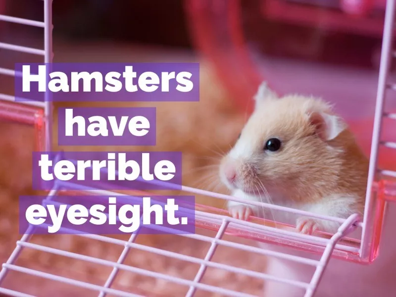 hamster