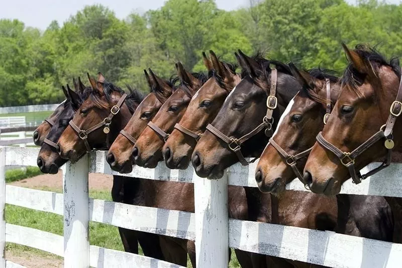 thoroughbred horses