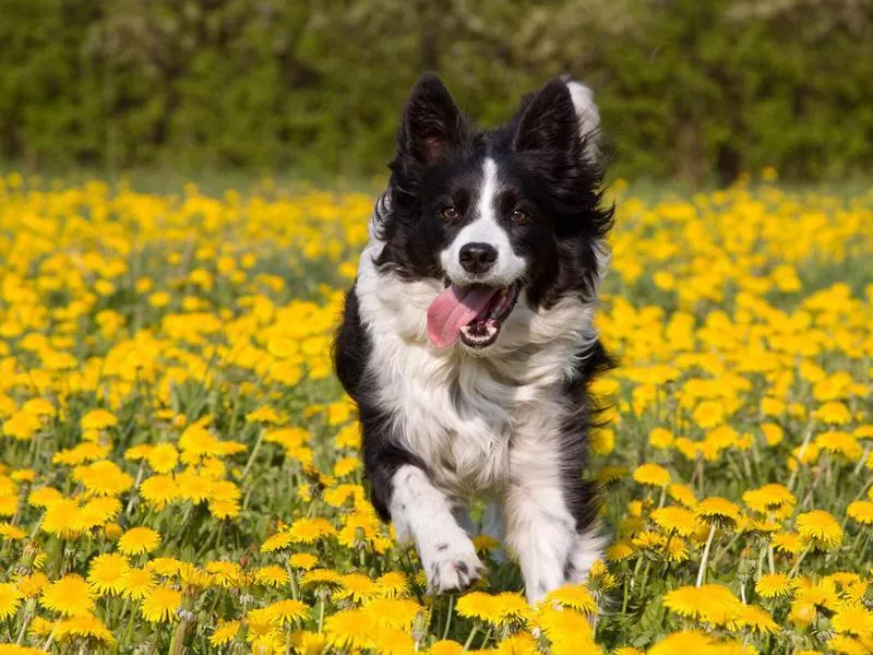 border collies