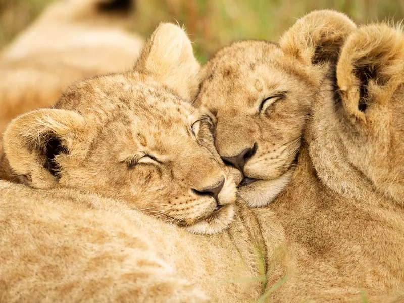 Two lions cubs nuzzle heads together