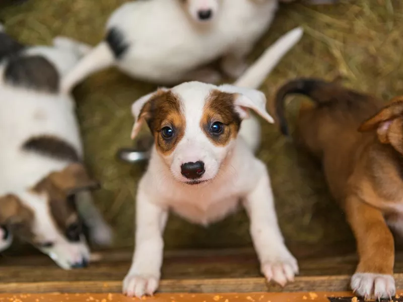 Little puppies in the shelter