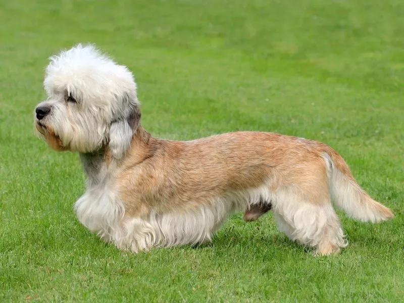 Dandie Dinmont terrier