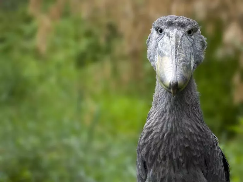 Shoebill