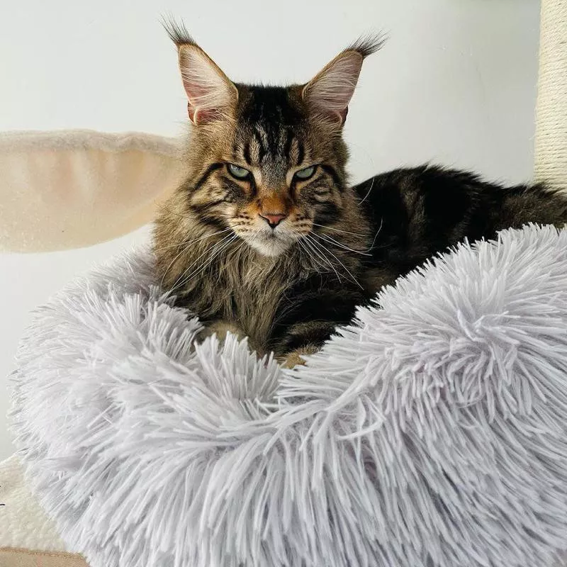 main coon