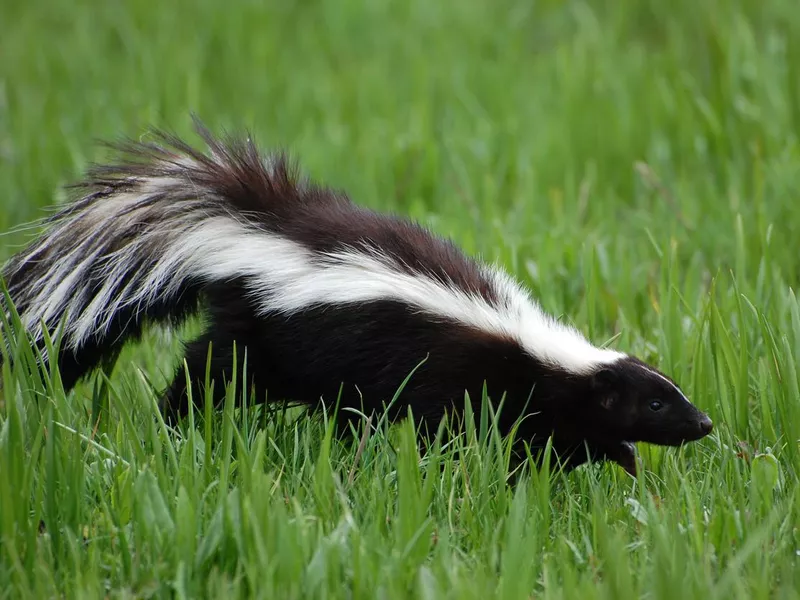 Skunk in Early Spring