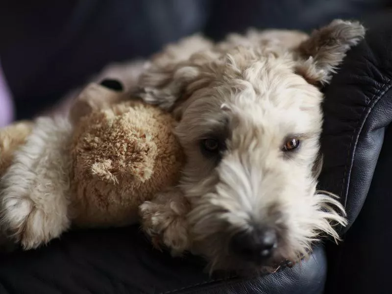 wheaten