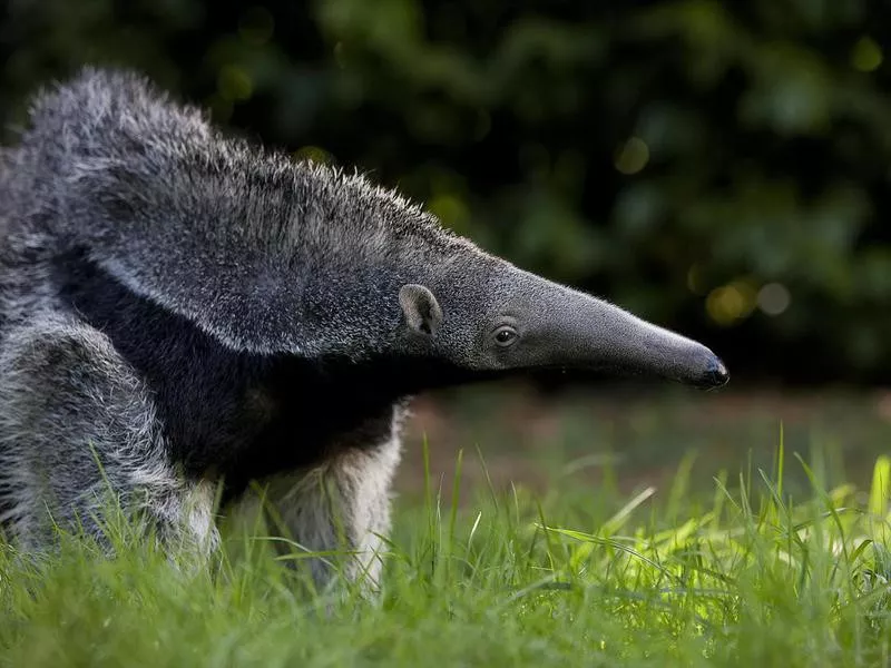 Giant Anteater