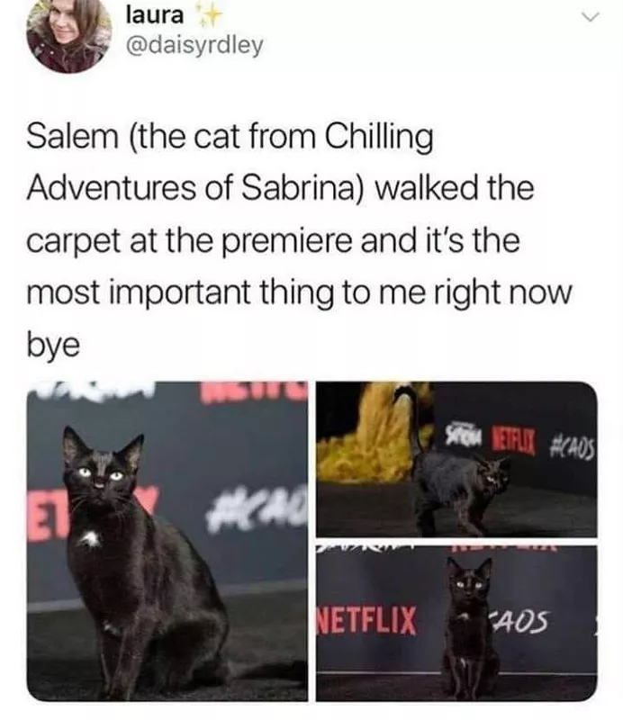 Salem the cat on the red carpet