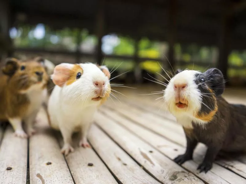 guinea pigs