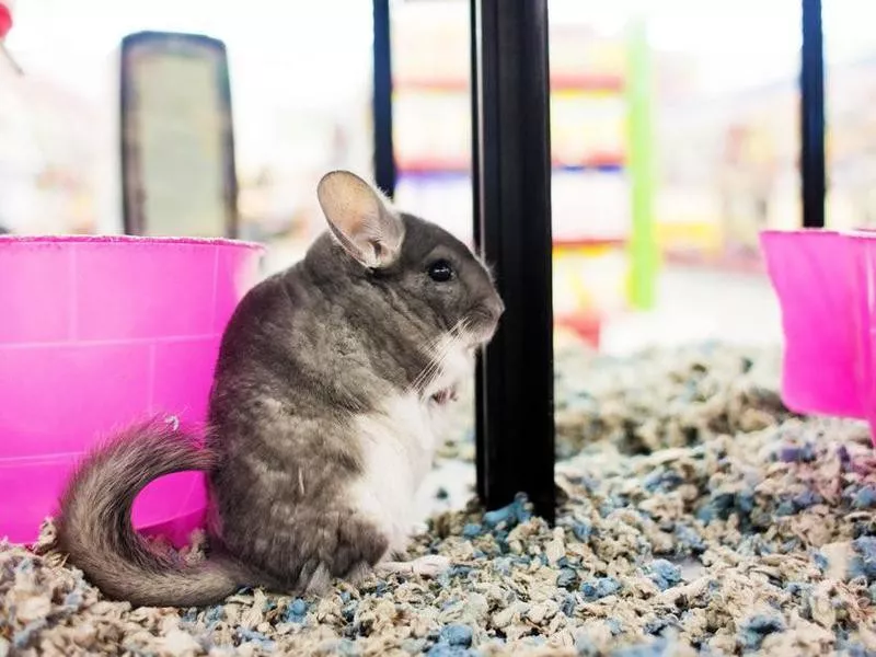 Pet Chinchilla