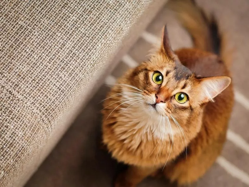 Somali cat