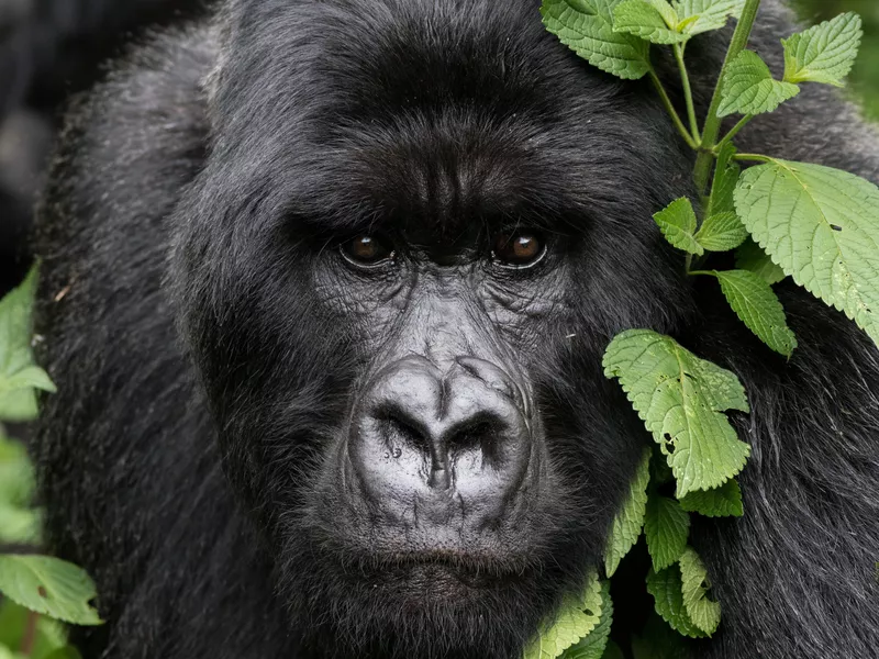 Gorilla