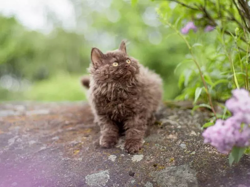 Selkirk Rex kitten outside