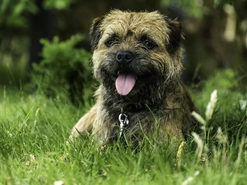 Border Terrier