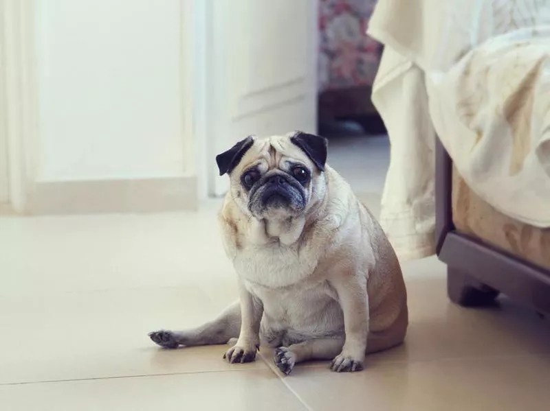 Pug dog