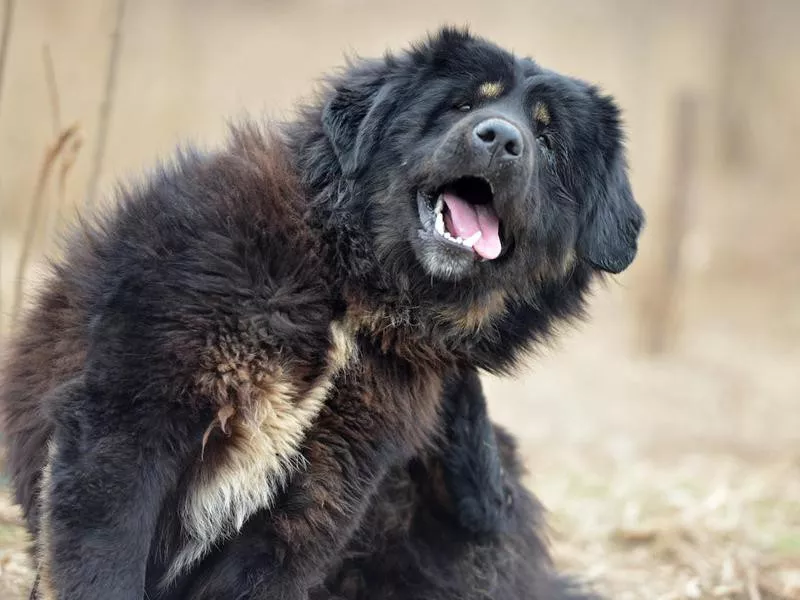 Tibetan Mastiff