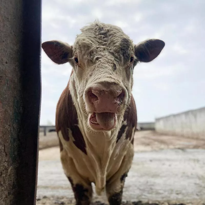 Bull with its tongue out