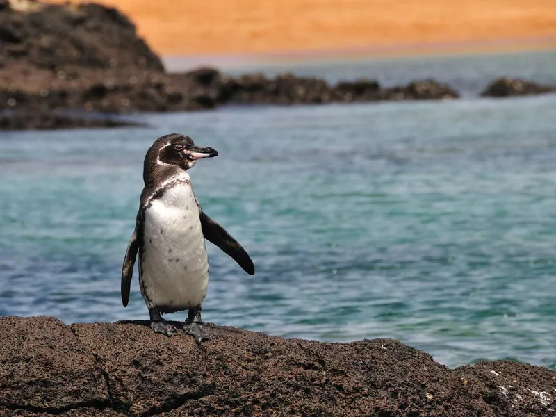 Galapagos Penguin