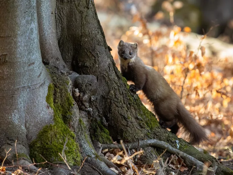 Pine marten climbing on tree