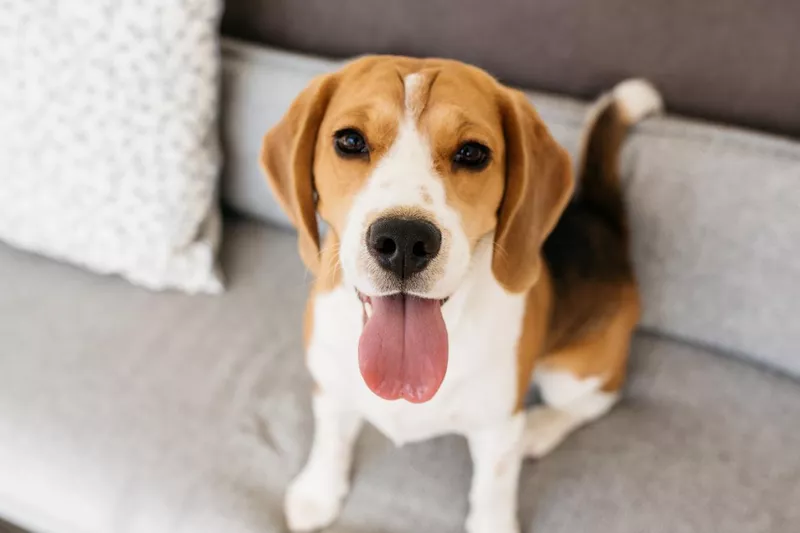 Beagle dog