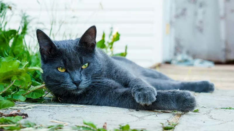 Russian blue cat