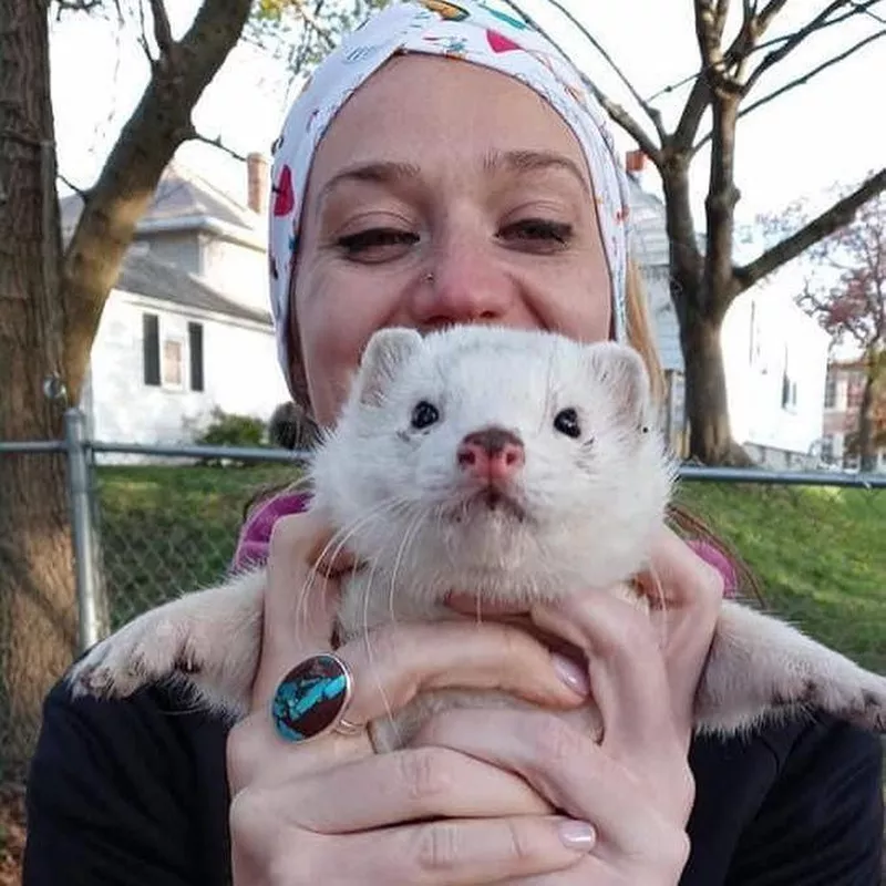 Pet ferret