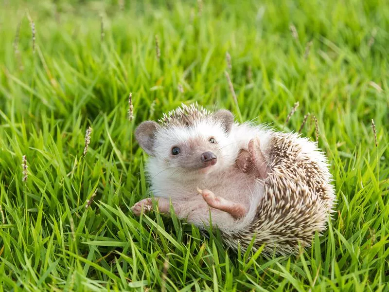 Hedgehog