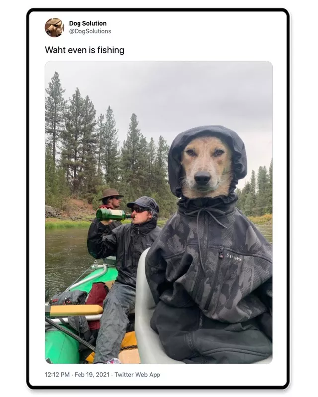 Dog on a boat